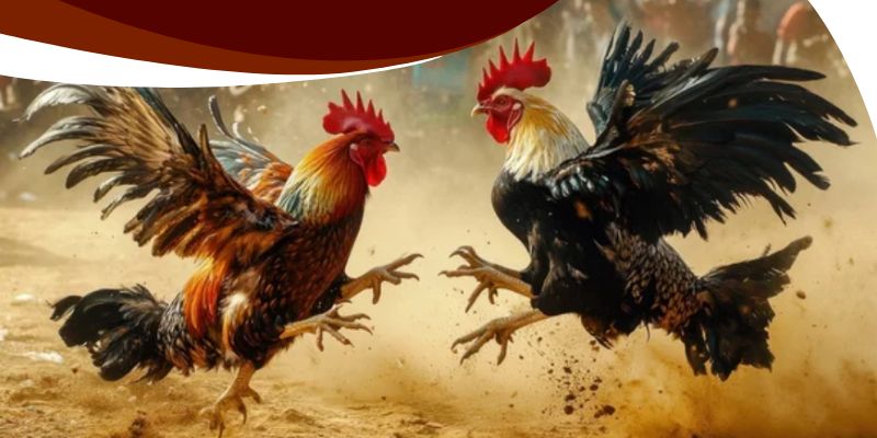 Cách tận dụng dữ liệu trực tiếp để nâng tỷ lệ thắng cược