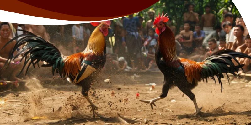 Không quan sát dấu hiệu xuống sức của chiến kê lúc về cuối trận